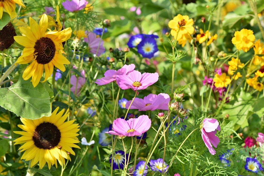 BNG units wildflower meadows